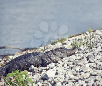 Young alligator basking near lake in Florida wetlands