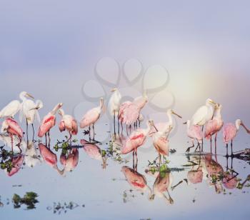 Roseate Spoonbills and Great Egrets in the pond at sunset