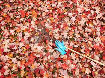 Colorful Autumn  leaves with fan rake and gloves on lawn