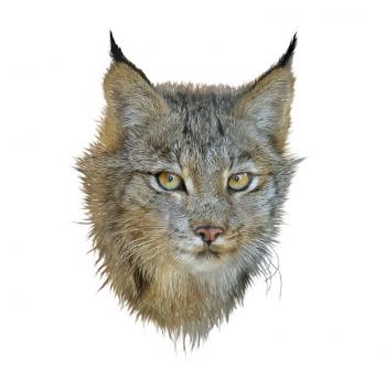  Digital illustration of canada lynx isolated on white background