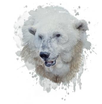 Digital Painting of Polar Bear on white background