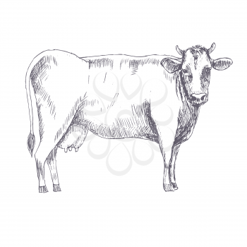 Cow hand drawn vector illustration. Vector template