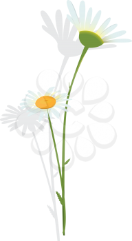 Royalty Free Clipart Image of Daisies
