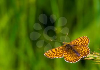 A butterfly in the nature against blurry green background