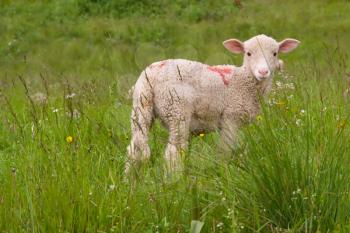 A lamb in a prairie