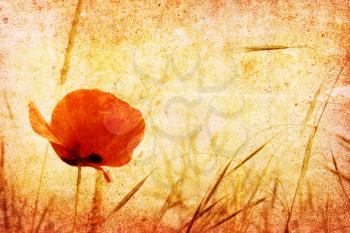 A vintage picture of a red poppy