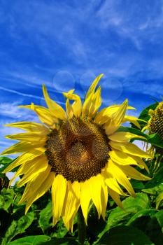 A sunflower under blue sky