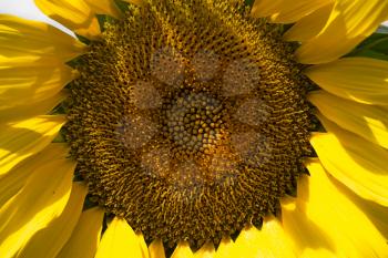 A beautiful sunflower close up