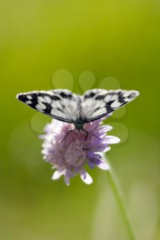 butterfly (Melanargia galathea) on a flower