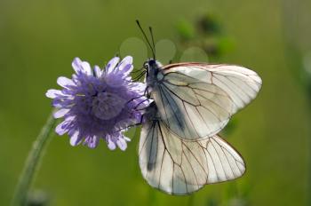 two Aporia crataegi butterflies on a flower