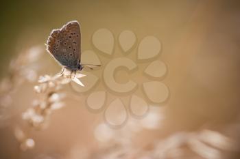 Polyommatus icarus in the morning light
