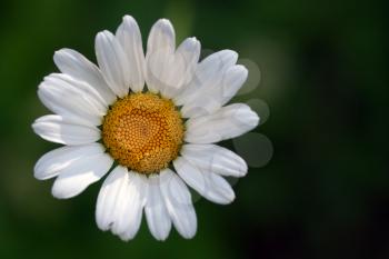 Beautiful daisy in the grass under the morning light