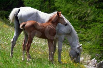 mare and foal grazing in a prairie