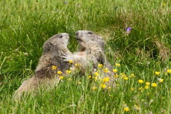 Two marmots fighting together in a prairie