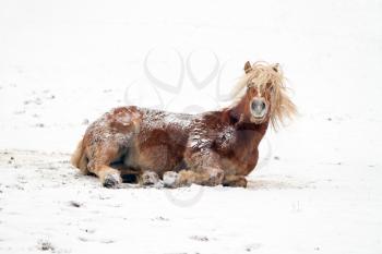 A horse playing in a snowy landscape