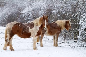 Two Horses in winter on a snowy landscape