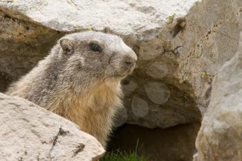 Alpine Marmot on a rock - Marmota Marmota