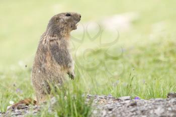 Alpine Marmot in the grass - Marmota