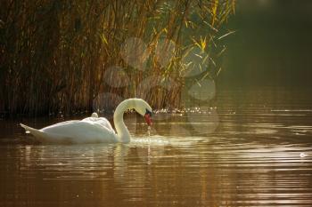 White swan on a lake in autumn