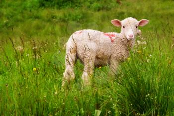 A lamb in a meadow - french alps