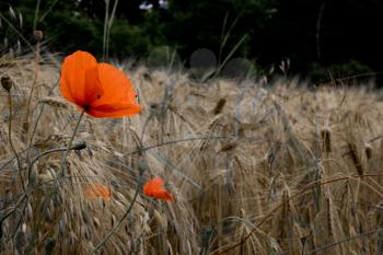 Vintage picture of red poppies in a barley field