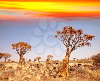 Royalty Free Photo of Africa