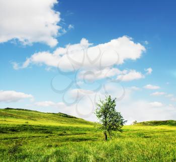Royalty Free Photo of a Tree in a Field