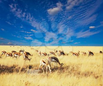 Royalty Free Photo of Antelope in a Field