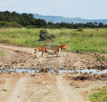 Royalty Free Photo of Two Antelope Impala