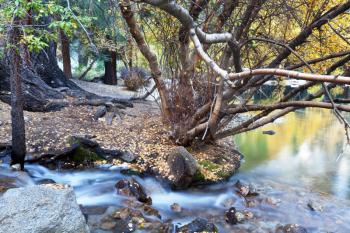 Royalty Free Photo of a Forest and Creek in Autumn
