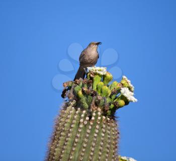 Royalty Free Photo of a Western Wren