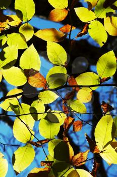 Royalty Free Photo of Leaves