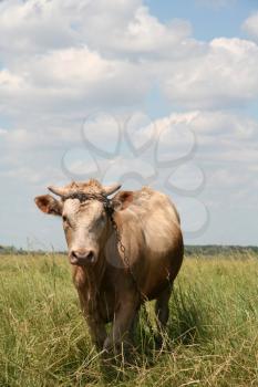 Royalty Free Photo of a Bull in a Field