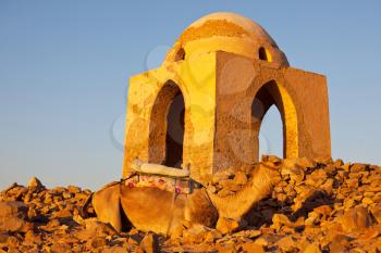 Royalty Free Photo of a Camel at Tomb Ruins