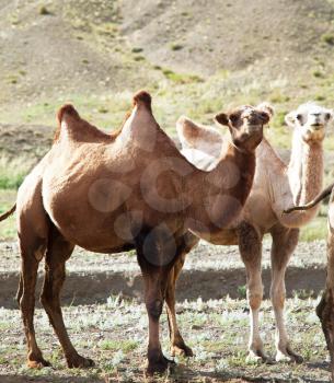 Royalty Free Photo of Camels