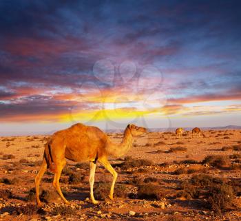 Royalty Free Photo of a Camel at Sunset