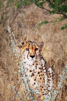 Royalty Free Photo of a Cheetah