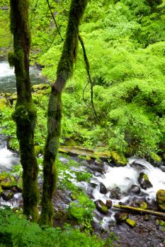 Royalty Free Photo of a Creek in a Forest