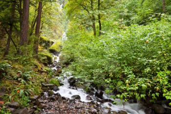 Royalty Free Photo of a Creek Through a Forest