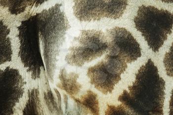 Royalty Free Photo of Giraffe Fur