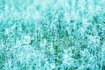 Royalty Free Photo of Frost Covered Grass