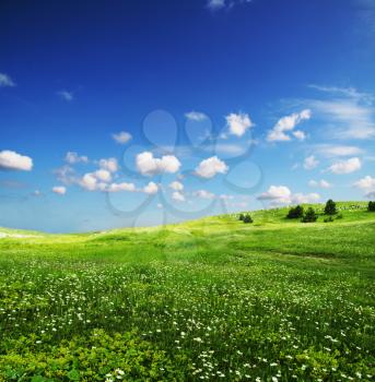 Royalty Free Photo of a Meadow