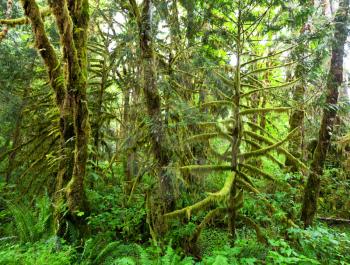 Royalty Free Photo of a Redwood Forest