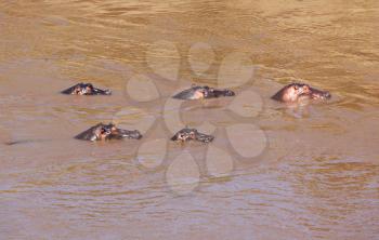 Royalty Free Photo of Hippopotamuses