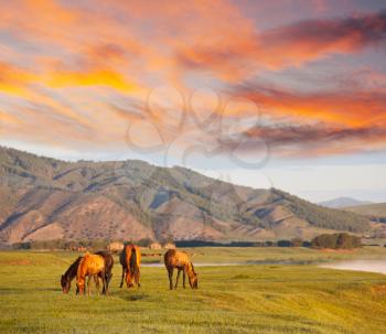 Royalty Free Photo of Horses in Mongolia