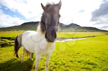 Royalty Free Photo of a Horse in the Faroe Islands