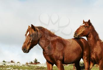 Royalty Free Photo of Horses