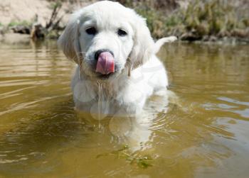 Royalty Free Photo of a Golden Retriever Puppy in Water