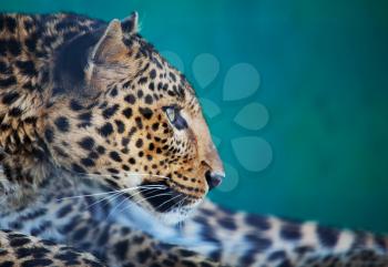 Royalty Free Photo of a Leopard