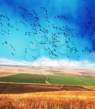 Royalty Free Photo of Birds Flying Over a Field